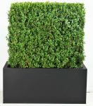 Premium Buxus Instant Hedge Zinc Trough