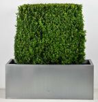 Large Premium Buxus Instant Hedge Zinc Trough By Primrose