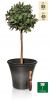 55cm Carbon Glaze Effect Bowl Planter - By Primrose™