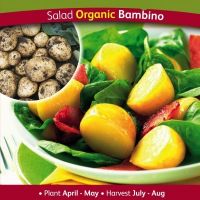 Organic Bambino Salad Seed Potato